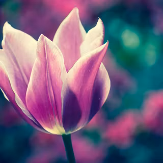 Flower bloom wallpaper