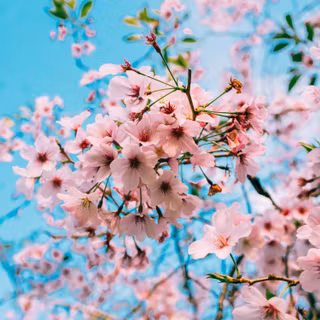 Flower bloom wallpaper