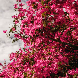 Flower bloom wallpaper