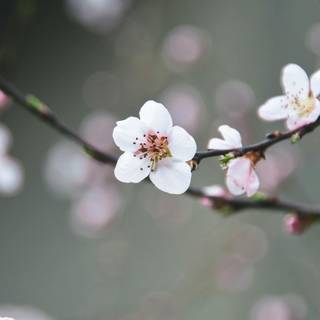 Flower bloom wallpaper