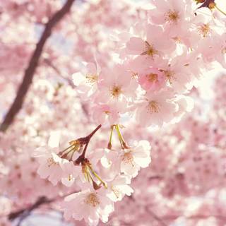 Flower bloom wallpaper