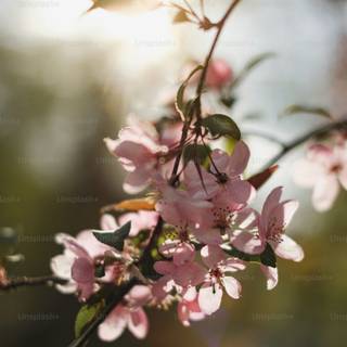 Flower bloom wallpaper