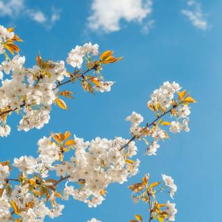 Flower bloom wallpaper