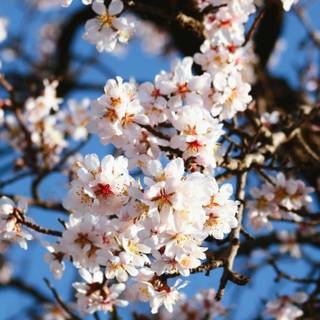 Flower bloom wallpaper