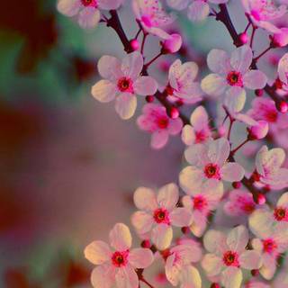 Flower bloom wallpaper