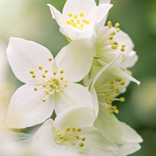 Flower bloom wallpaper