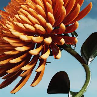 Flower bloom wallpaper