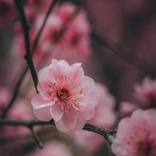 Flower bloom wallpaper