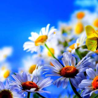 Flower bloom wallpaper