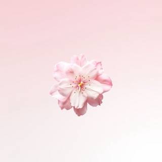 Flower bloom wallpaper