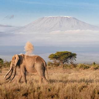 Mount Kilimanjaro wallpaper