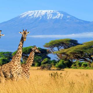Mount Kilimanjaro wallpaper