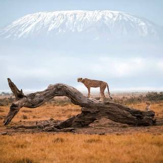 Mount Kilimanjaro wallpaper