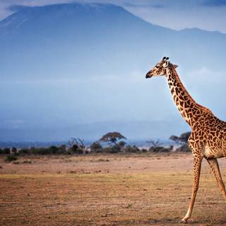 Mount Kilimanjaro wallpaper