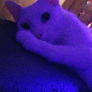 PS4 aesthetic cat wallpaper