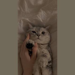 PS4 aesthetic cat wallpaper