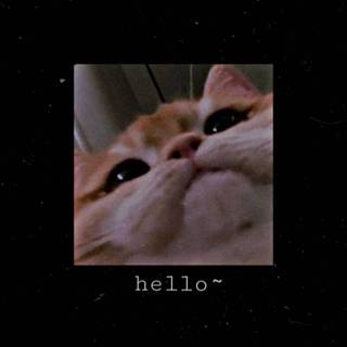 PS4 aesthetic cat wallpaper