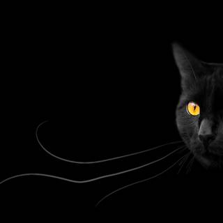 PS4 aesthetic cat wallpaper