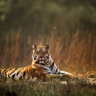 Rural India wallpaper