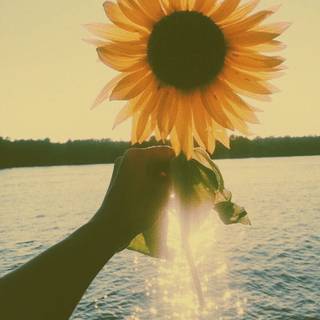 Yellow aesthetic summer wallpaper