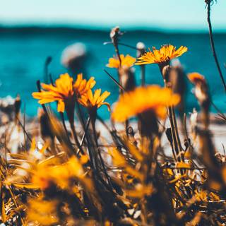 Yellow aesthetic summer wallpaper