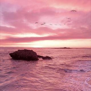 Summer sunset pink wallpaper