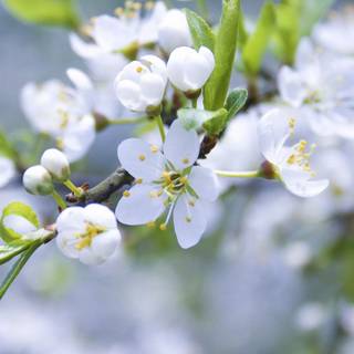 Spring 1440x900 wallpaper
