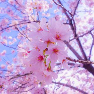 Spring 1440x900 wallpaper