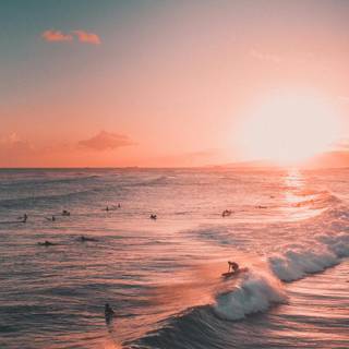 Summer sunset pink wallpaper
