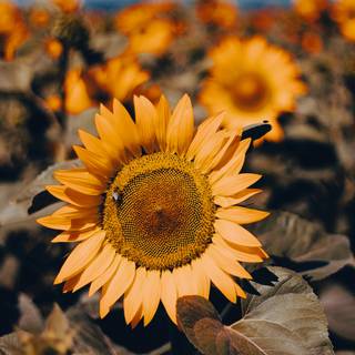 Yellow aesthetic summer wallpaper