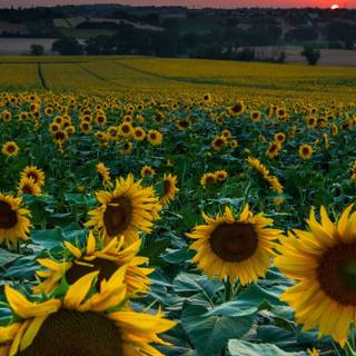 Yellow aesthetic summer wallpaper