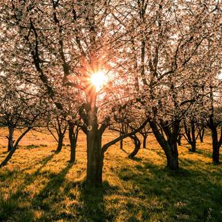 Spring 1440x900 wallpaper