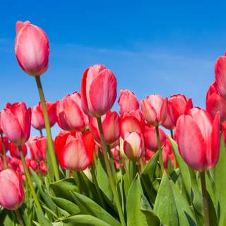 Pink tulips spring wallpaper