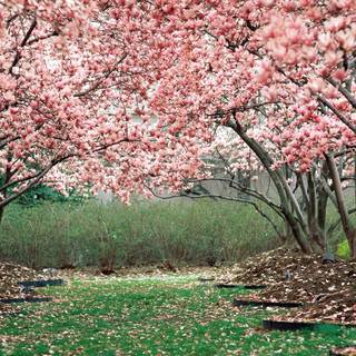 Spring 1440x900 wallpaper