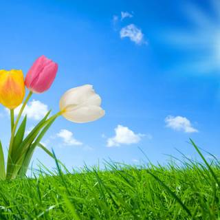 Spring 1440x900 wallpaper