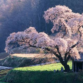 Spring 1440x900 wallpaper