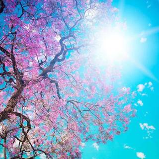 Spring 1440x900 wallpaper