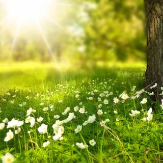 Spring 1440x900 wallpaper