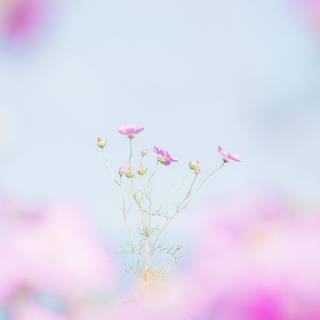 Spring 1440x900 wallpaper