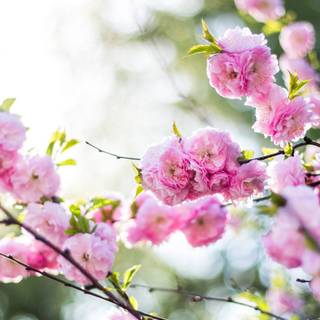 Spring 1440x900 wallpaper