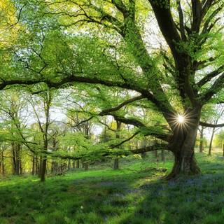 Spring 1440x900 wallpaper