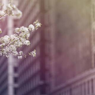 Spring 1440x900 wallpaper