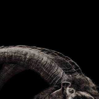 Simple black Halloween wallpaper