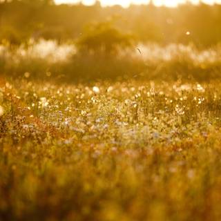 Spring 1440x900 wallpaper