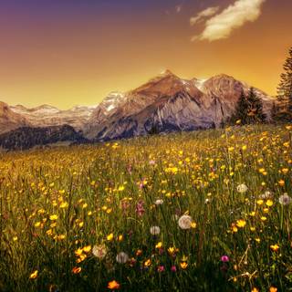 Field of spring flowers 4k wallpaper