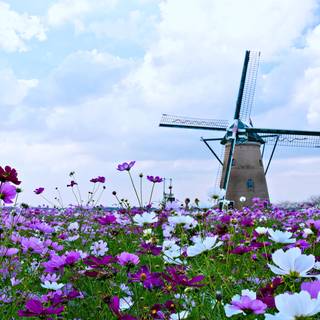 Field of spring flowers 4k wallpaper