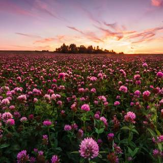 Field of spring flowers 4k wallpaper