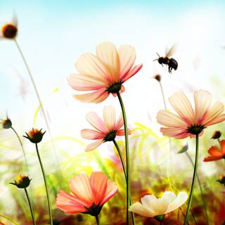 Field of spring flowers 4k wallpaper