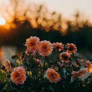 Field of spring flowers 4k wallpaper