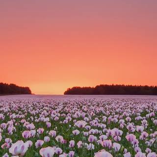 Field of spring flowers 4k wallpaper